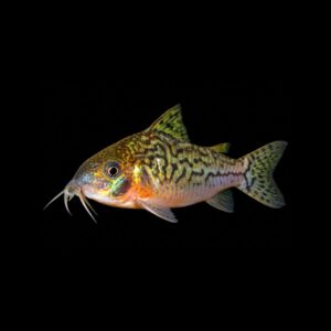 Valse Netpantsermeerval – Corydoras sodalis