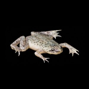Dwergklauwkikker – Hymenochirus Boettgeri