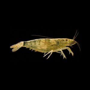 Aziatische Waaierhand – Atyopsis Moluccensis