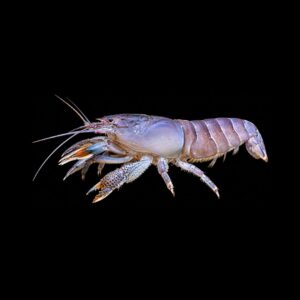 Blauwe Waaierhand – Atya Gabonensis