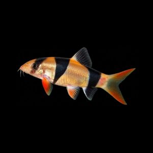 Clownbotia – Chromobotia Macracanthus
