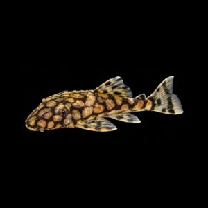 Dwergplecostomus – Ancistrus sp.