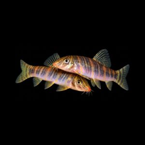 Gestreepte Botia – Botia Striata