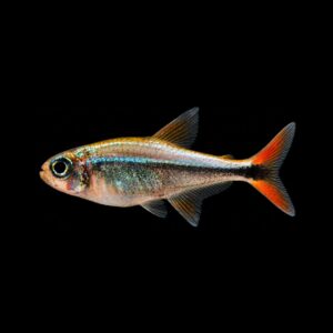 Goudklompje – Hyphessobrycon Saizi
