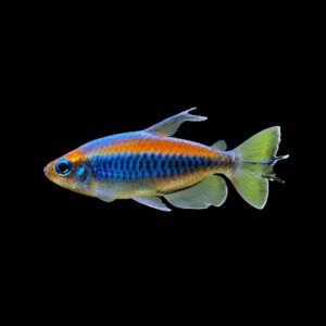 Kongozalm – Phenacogrammus Interruptus