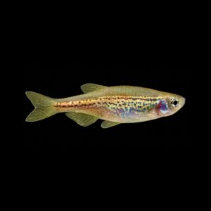Luipaarddanio – Danio Rerio Frankei
