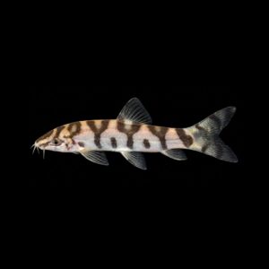 Netbotia – Botia Lohachata